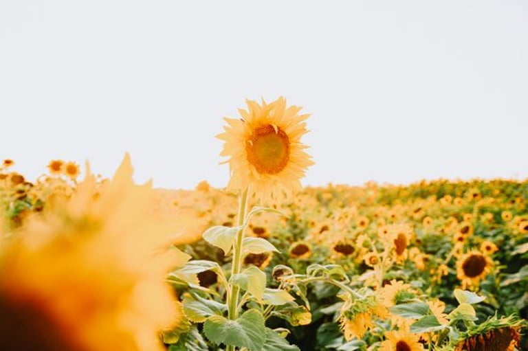 Sunflower field